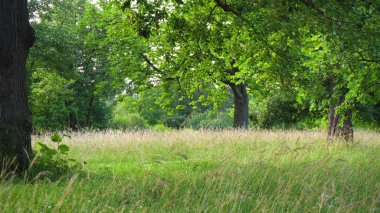 Güzel yaşlı ağaçlar ve uzun otların arasında Park