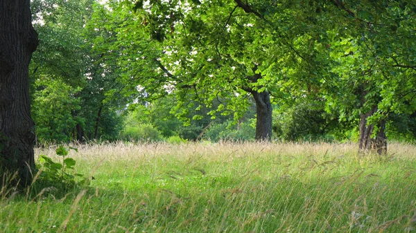 Güzel yaşlı ağaçlar ve uzun otların arasında Park