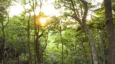 Ormandaki ağaçlar güneş parlıyor ile