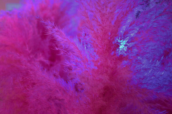 This is the photo of feathers in a pink  neon light, which is good in use as a background or a wallpaper. A little bit fashion and stylish. The photo was made in a popular coffeshop, where featehrs were part of the interior.