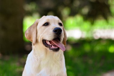 labrador retriever köpek yavrusu sarı