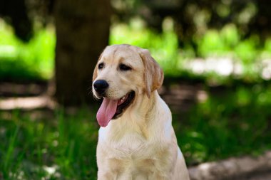 labrador retriever köpek yavrusu sarı