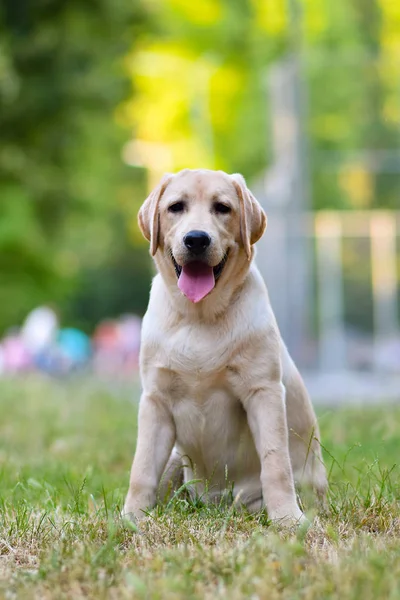 Labrador Retriever Köpek Yavrusu Sarı — Stok fotoğraf