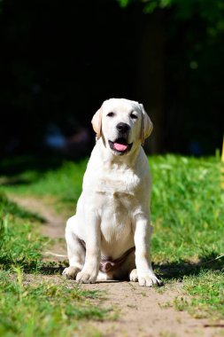 labrador retriever köpek yavrusu sarı