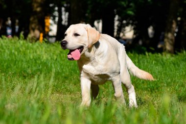 labrador retriever komik köpek sarı