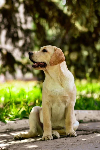 Labrador Retriever Funny Puppy Yellow — Stock Photo, Image