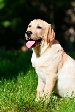 labrador retriever komik köpek sarı
