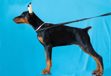 Doberman bir köpek yavrusu poz
