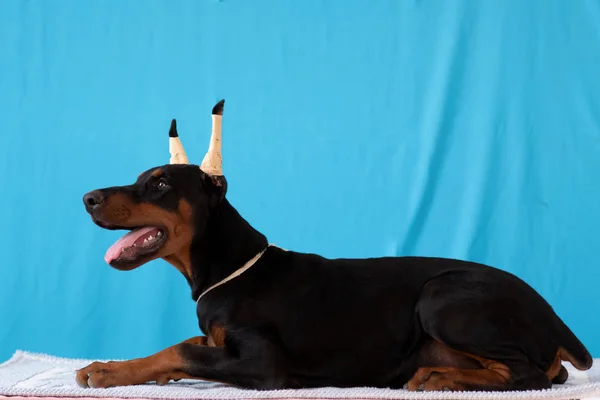 Doberman Pózol Egy Kiskutya — Stock Fotó