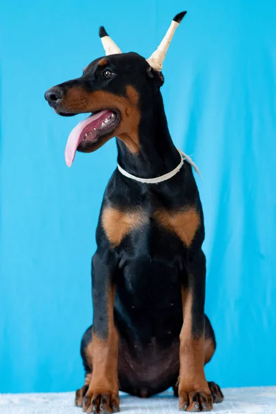 Doberman posing in a  puppy