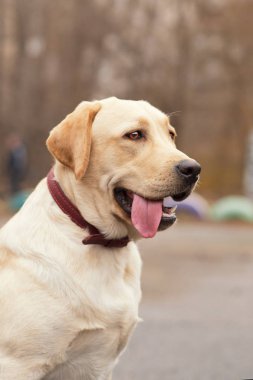 labrador retriever sarı yaz