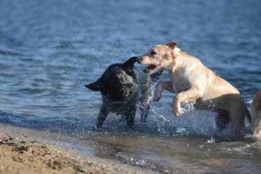 labrador retriever deniz yüzmek
