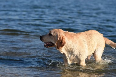 labrador retriever deniz yüzmek