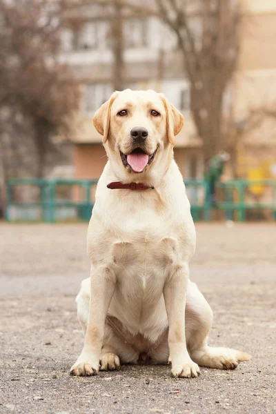 Labrador Retriever Yellow Summer — Stock Photo, Image