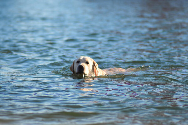 labrador retriever sea swim