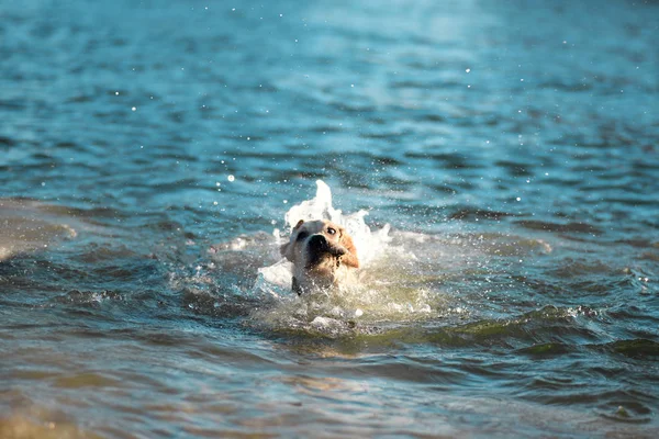 Labrador Retriever Meeresschwimmen — Stockfoto