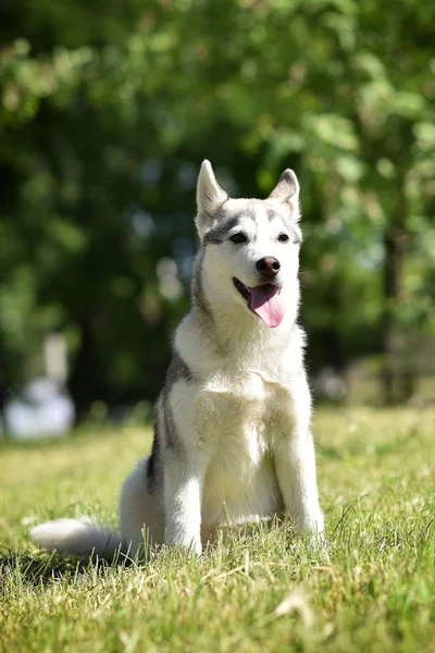 시베리아 허스키 허스키 강아지 — 스톡 사진