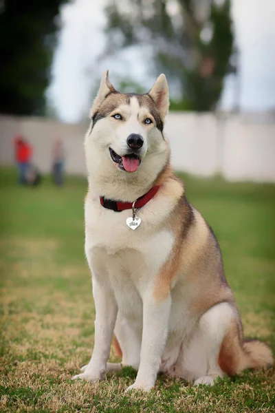 Cachorrinho Cachorro Husky Husky Siberiano — Fotografia de Stock