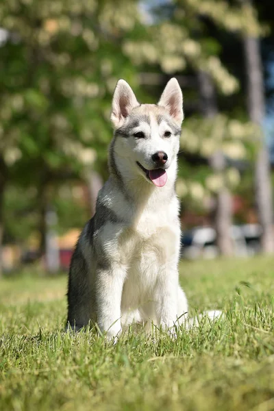 シベリアハスキー犬子犬 — ストック写真