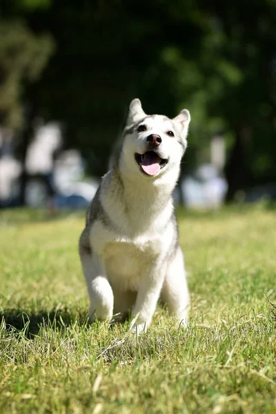 シベリアハスキー犬子犬 — ストック写真