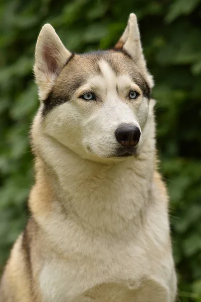 Sibirischer Husky Husky Hundewelpe — Stockfoto