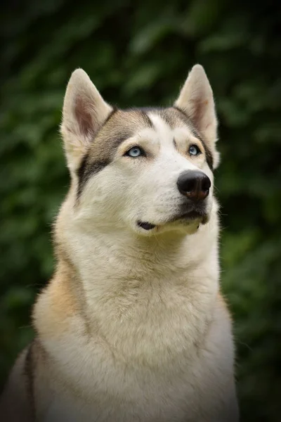 Szibériai Husky Husky Kutya Kölyök — Stock Fotó