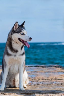 Sibirya Husky husky köpek yavrusu
