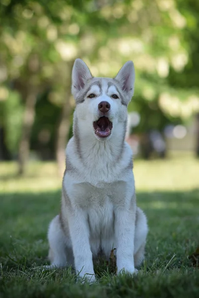 シベリアハスキー犬子犬 — ストック写真