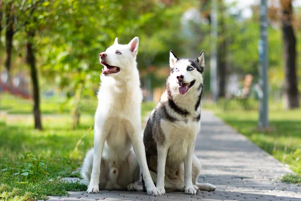 Chiot Husky Husky Chien Sibérie — Photo