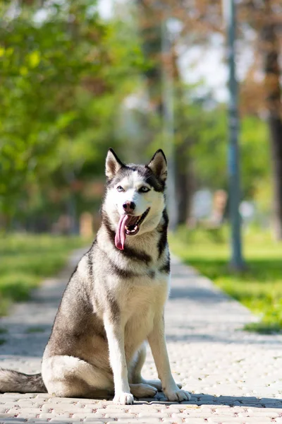 Siberiano Husky Husky Cane Cucciolo — Foto Stock