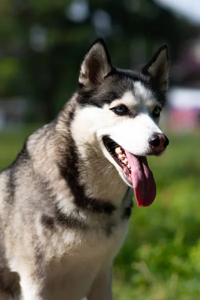 Cachorrinho Cachorro Husky Husky Siberiano — Fotografia de Stock