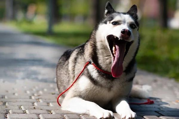 Sibirischer Husky Husky Hundewelpe — Stockfoto