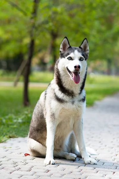 Cachorrinho Cachorro Husky Husky Siberiano — Fotografia de Stock