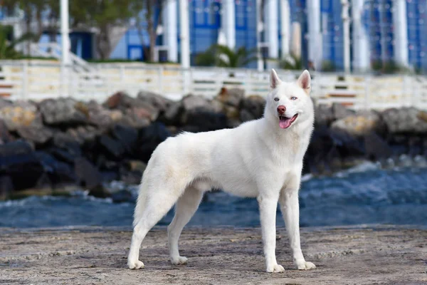 시베리아 허스키 허스키 강아지 — 스톡 사진
