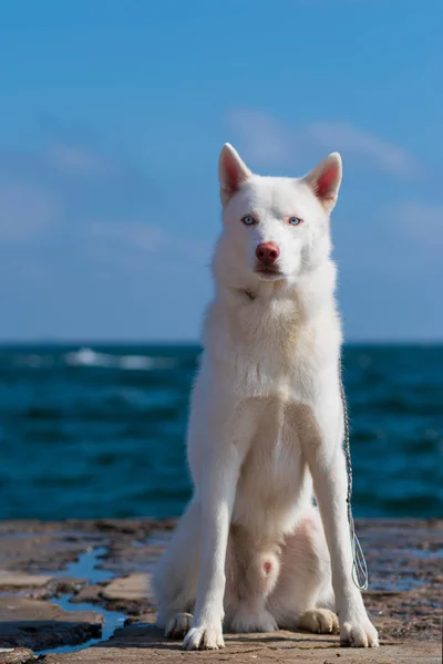 Siberian Husky Husky Dog Puppy — Stock Photo, Image