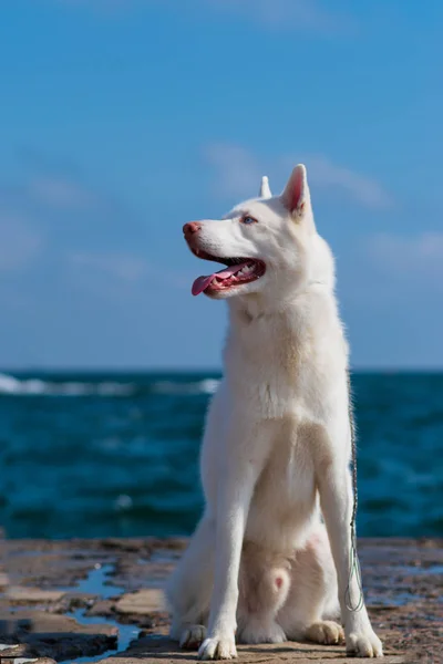 Sibirischer Husky Husky Hundewelpe — Stockfoto