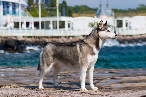 Siberische Husky Husky Hond Puppy — Stockfoto
