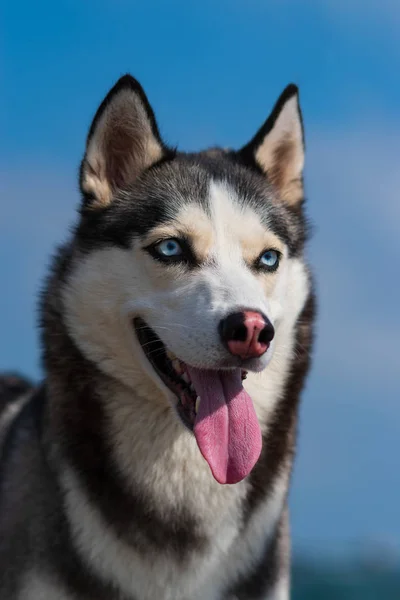 Sibirischer Husky Husky Hundewelpe — Stockfoto