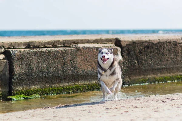 Siberiano Husky Cachorro Perro — Foto de Stock