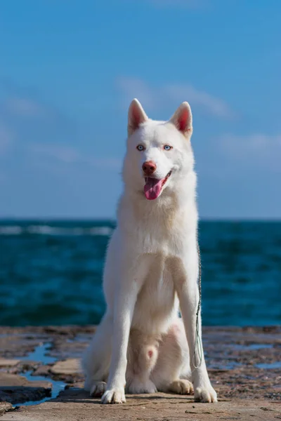 시베리아 허스키 허스키 강아지 로열티 프리 스톡 이미지