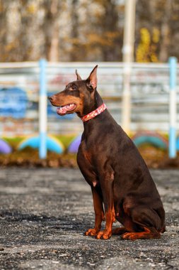  Doberman poz köpek portre 
