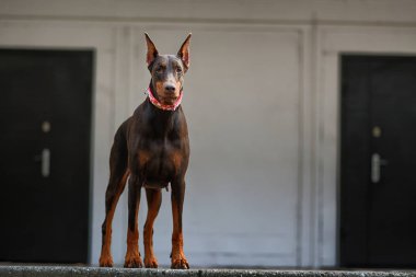  Doberman poz köpek portre 