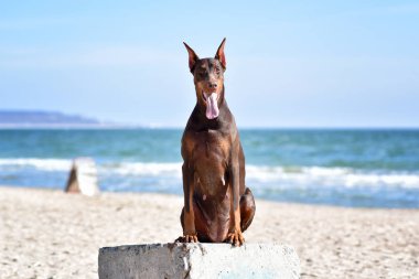  Doberman poz köpek portre 