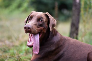  Doberman poz köpek portre 