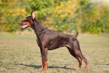  Doberman poz köpek portre 