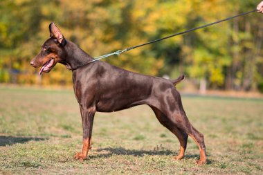  Doberman poz köpek portre 