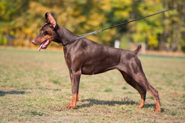  Doberman poz köpek portre 