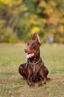  Doberman poz köpek portre 