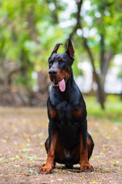  Doberman poz köpek portre 