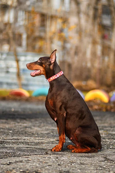 Doberman Posando Retrato Perro — Foto de Stock